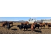 Image 6 : South Island Farms - 950# March Delivery Steers - 100 Head (Bow Island, AB)