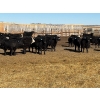 Image 4 : East Wind Farms - 950# February Delivery Steers - 75 Head (High River, AB)