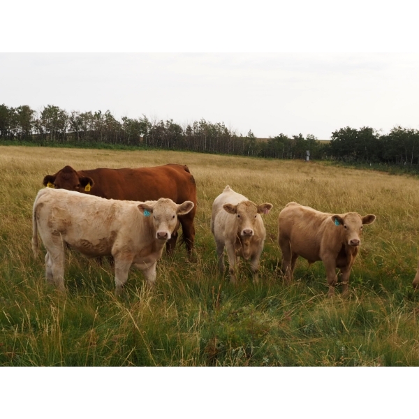 Indian Springs Land & Cattle - 625# October Delivery Steer Calves - 90 Head (Hussar, AB)