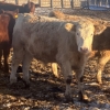 Image 9 : Hawk Ranching - 900# February Weaned Steers - 70 Head (Nanton, AB)
