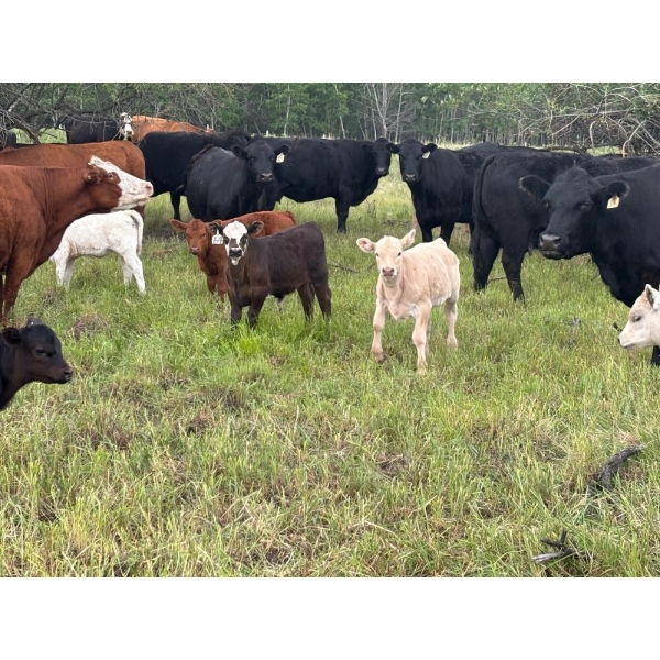 Hanging H Ranch Ltd. - 520# November Delivery Steer Calves - 100 Head (Marwayne, AB)