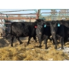 Image 2 : A & J Farming - 5 Second Calvers (Pen 156)