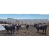 Image 10 : Cattlewood Farms Ltd. - 670# July Delivery Heifers - 90 Head (Fincastle, AB)