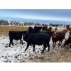 Image 5 : Wayne Megli - 750# February Delivery Steers - 80 Head (Carrot River, SK)