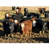 Image 2 : Doerksen Farms - 790# February Delivery Steers - 78 Head (Gem, AB)