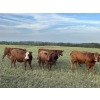 Image 4 : Tony Groenewoud - 1050# September Grass Steers - 220 Head (Turtleford, SK)