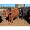 Image 7 : Alan Fridlington - 730# May Delivery Heifers - 162 Head (Kersley, BC)