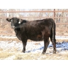 Image 3 : Coteau Ranch - 1050# December Delivery Open Heifers - 23 Head (Kisbey, SK)