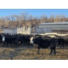 Image 4 : Bircham Ranch - 900# January Delivery Steers - 135 Head (Piapot, SK)