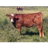 Image 2 : Mullen Land & Cattle Co. - 550# September Delivery Heifer Calves - 112 Head (Peers, AB)