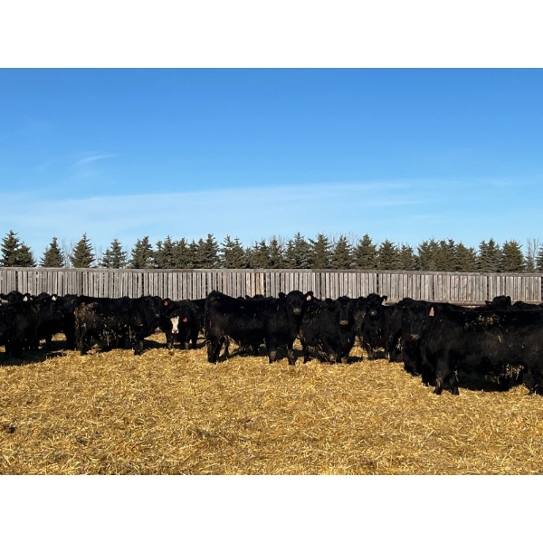 Lost River Farming - 965# February Delivery Steers - 265 Head (Allan, SK) VBP+