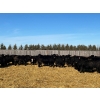 Image 1 : Lost River Farming - 965# February Delivery Steers - 265 Head (Allan, SK) VBP+