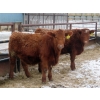 Image 7 : RBD Ranch - 950# March Delivery Steers - 38 Head (Milestone, SK)