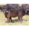 Image 7 : Blooming Enterprises Ltd. - 565# October Delivery Heifer Calves - 65 Head (Gladmar, SK)