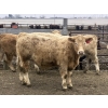 Image 4 : Hawk Ranching - 970# March Delivery Steers - 65 Head (Parkland, AB)