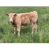 Image 5 : Border View Ranch - 620# October Delivery Steer Calves - 86 Head (Coronach, SK)