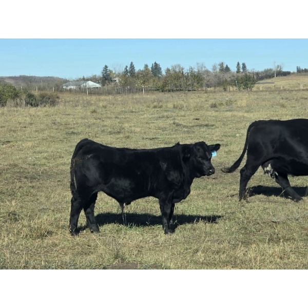 Twin Arrows Ranch -  610# October Delivery Steer Calves - 100 Head (Erskine, AB)