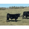 Image 1 : Twin Arrows Ranch -  610# October Delivery Steer Calves - 100 Head (Erskine, AB)