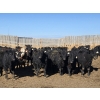 Image 7 : Downie Lake Colony - 860# March Delivery Heifers - 210 Head (Maple Creek, SK)