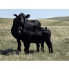 Image 3 : Black Ranch Ltd. - 530# Oct/Nov Delivery Steer Calves - 118 Head (Consul, SK)