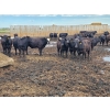 Image 5 : Cattlewood Farms Ltd. - 785# June Delivery Steers - 100 Head (Fincastle, AB)
