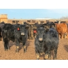 Image 2 : Justin Tateson - 1000# February Delivery Steers - 62 Head (Scandia, AB)
