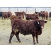 Image 6 : Resch Ranch - 920# March Delivery Steers - 108 Head (Leader, SK) VBP+
