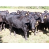Image 10 : Taylor Enterprises Inc. - 875# October Delivery Grass Heifers - 100 Head (Wawota, SK)