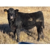 Image 7 : Rod Williams - 620# December Delivery Steer Calves - 94 Head (Crane Valley, SK)