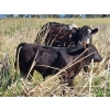 Image 9 : Sugarloaf Ranch Ltd. - 650# Oct/Nov Delivery Steer Calves - 93 Head (Kamloops, BC) VBP+