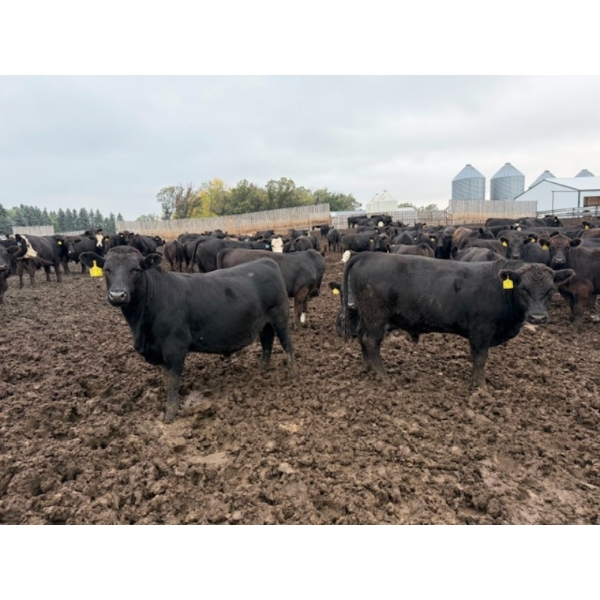 French's Farm - 1025# October Delivery Steers - 180 Head (Kelwood, MB)