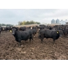 Image 1 : French's Farm - 1025# October Delivery Steers - 180 Head (Kelwood, MB)
