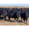 Image 5 : JT Cholin Farms - 900# September Delivery Grass Steers - 68 Head (Biggar, SK)