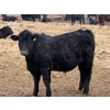 Image 5 : Habraken Farms Ltd. - 960# March Delivery Steers - 63 Head (Scandia, AB)