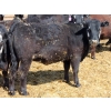 Image 5 : A&S Farms - 30 BBF Replacement Heifers (Coaldale, AB)