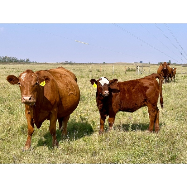 Diamond I Farms - 570# November Delivery Heifer Calves - 50 Head (Irricana, AB)
