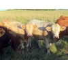 Image 11 : Taylor Enterprises Inc. - 900# September Delivery Grass Heifers - 134 Head (Wawota, SK)
