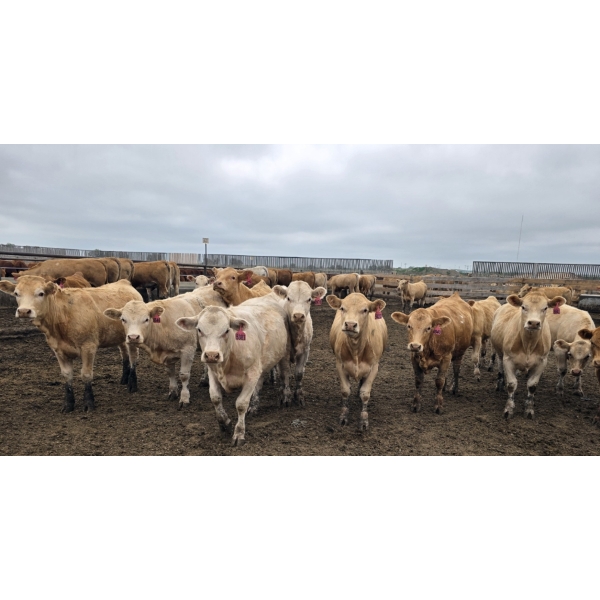 Amber Mountain Farms - 685# July Delivery Heifers - 87 Head (Vauxhall, AB)