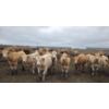Image 1 : Amber Mountain Farms - 685# July Delivery Heifers - 87 Head (Vauxhall, AB)