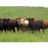 Image 3 : Diamond C Farms - 820# September Delivery Grass Heifers - 150 Head (Merridale, MB)