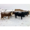Image 14 : Merrick Campbell Herd Dispersal - 44 4 & 5 Year-Old Bred Cows (Calahoo, AB) VBP+