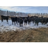 Image 6 : Bauer Ranching - 890# February Weaned Steers - 235 Head (Hilda, AB)