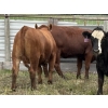 Image 5 : Wynnton Brandt - 950# July Delivery Heifers - 65 Head (Tolstoi, MB)