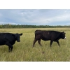 Image 4 : Tribar Ranching Co. - 900# October Delivery Grass Heifers - 60 Head (Steep Rock, MB)
