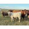 Image 4 : Kruppi Ranch/Dale Crowle - 585# Steer Calves - 100 Head (Hemaruka, AB)