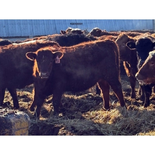 Jeff McMillan - 970# Sept/Oct Delivery Grass Heifers - 120 Head (Marquette, MB)