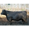 Image 2 : Dan Ponjavic - 900# September Delivery Heifers - 106 Head (Lethbridge, AB)