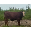 Image 4 : Mullen Land & Cattle Co. - 700# September Delivery Steer Calves - 86 Head (Peers, AB)