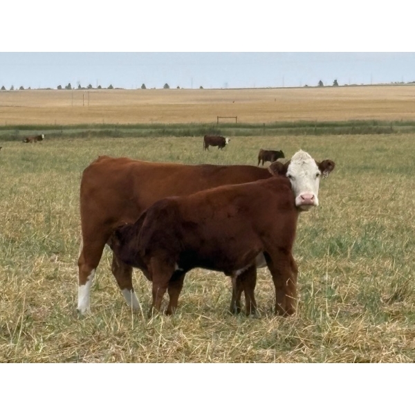 Jones Hereford Ranch - 690# October Delivery Steer Calves - 82 Head (Balzac, AB)