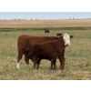 Image 1 : Jones Hereford Ranch - 690# October Delivery Steer Calves - 82 Head (Balzac, AB)